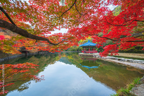 Autumn Maple in Naejangsan national park with reflection on the water,Colorful autumn season in South Korea, photo