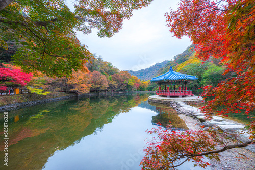 Autumn Maple in Naejangsan national park with reflection on the water,Colorful autumn season in South Korea,