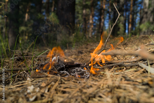 Fire in the forest. Flames from burning needles, dry grass and twigs. The threat of a forest fire in a dry hot period. Selective focus