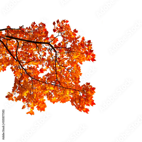 Autumn Set Photo Overlays Falling Leaves, fog, rain, sun, light, Photoshop element , png