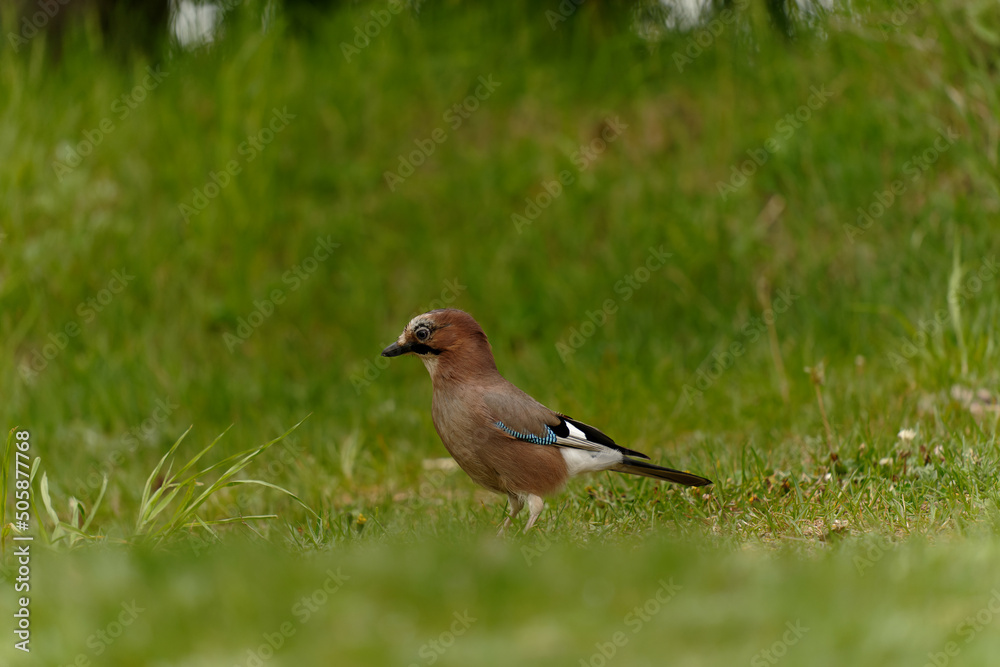 The Eurasian jay (Garrulus glandarius) is a species of passerine bird in the family Corvidae. The Eurasian jay (Garrulus glandarius) is a species of passerine bird in the family Corvidae.