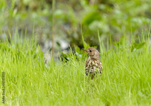 The song thrush (Turdus philomelos) is a thrush that breeds across the West Palearctic. © Drozd Dmitriy