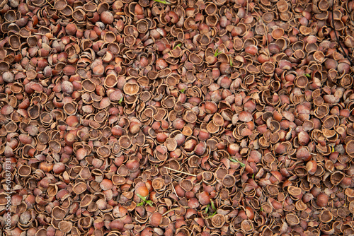 Heap of raw hazelnut background. photo