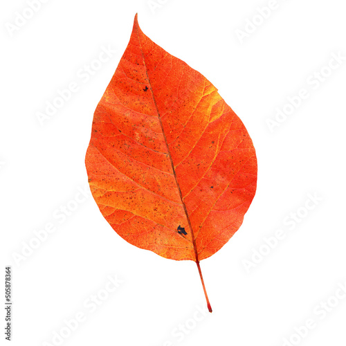 Autumn Set Photo Overlays Falling Leaves, fog, rain, sun, light, Photoshop element , png