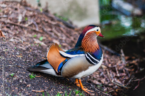 An Mandarin duck on the water in spring