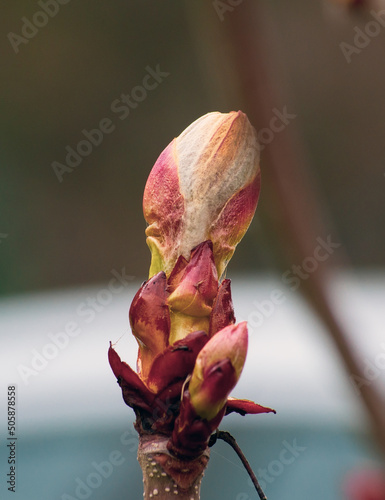 Bud of a Horse Chestnut tree (Aesculus hippocastanum) opening up in the spring. Floral background.