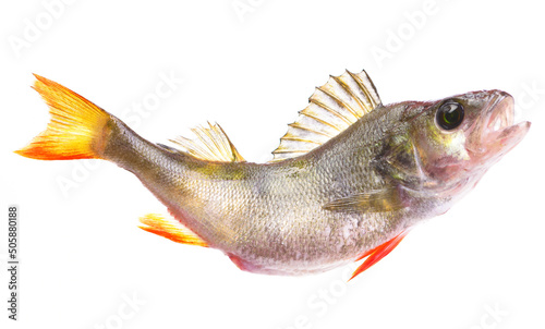 Fish perch