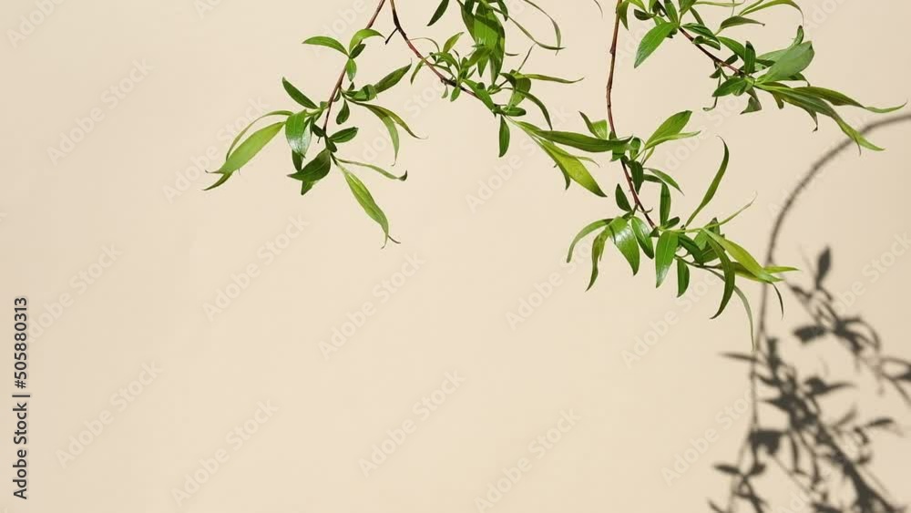 Leaves and shadows on neutral color wall. Plant shadow background. Branches, flowers, foliage on beige studio background. Product presentation, Minimal mock up for advertising. Trendy Overlay effect Leaves and shadows on neutral color wall. Plant shadow background. Branches, flowers, foliage on beige studio background. Product presentation, Minimal mock up for advertising. Trendy Overlay effect