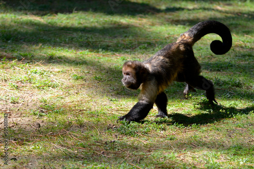 Golden-bellied capuchin (Sapajus xanthosternos) walking on grass and seen from profile photo