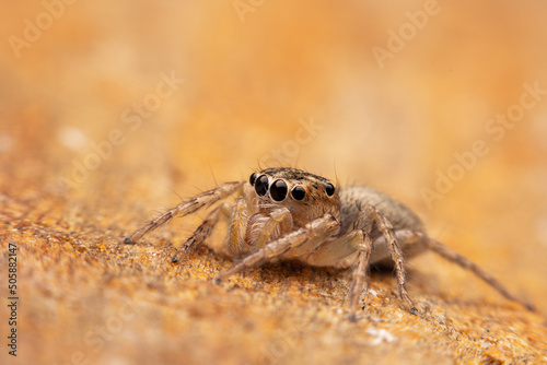Close-up shot of a spider with side focus as it walks.