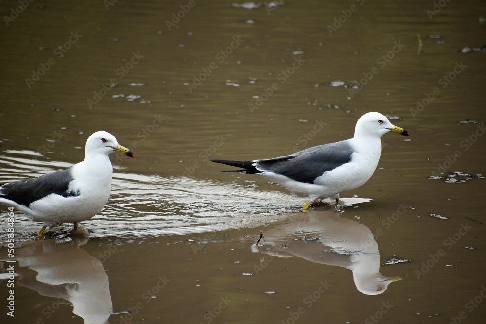 Obraz premium 石川観光,カモメ,田んぼ,稲作,稲,鳥,青空,日本の風景,能登半島,和倉温泉