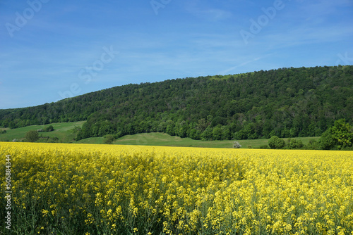 bl  hendes Rapsfeld mit Wald und blauen Himmel