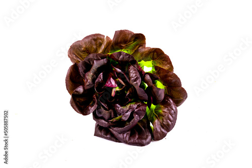 New harvest Butterhead Red on an isolated white background