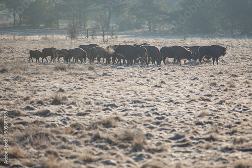 Polish wisents in their natural environment

