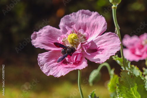 Poppy flower Fleur de pavot