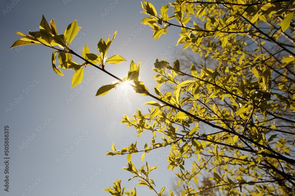 Tree branch on spring with sun looking through Tree branch on spring with sun looking through