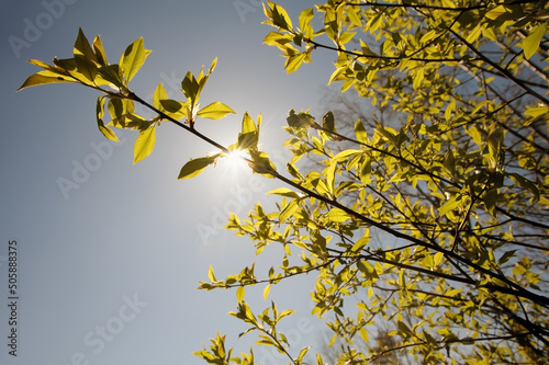 Tree branch on spring with sun looking through
