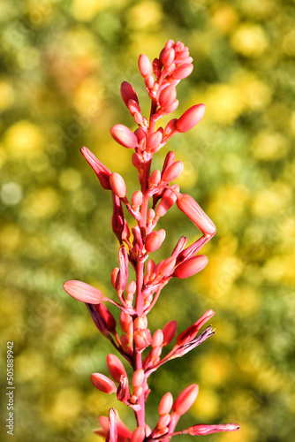 Closeup of the flowers of the Red Yucca, Hesperaloe parviflora against a background of out of focus yellow flowers photo