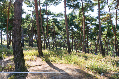 pine trees in the forest