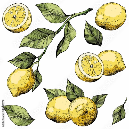 Vector collection of lemons. Hand-drawn color sketches. Vintage style engraving