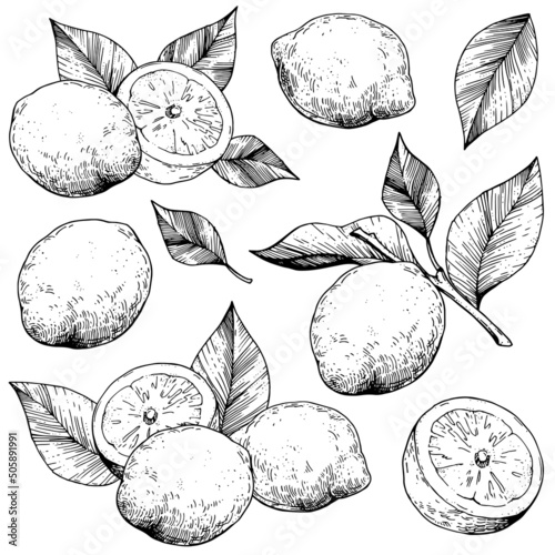Vector collection of lemons. Hand-drawn sketches. Vintage style engraving