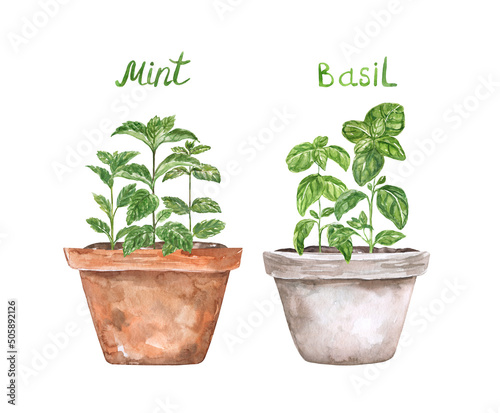 Herb garden watercolor illustration. Set of two pots with plants. Hand-painted basil and mint. Indoor herbs picture. Spring gardening-themed graphic.