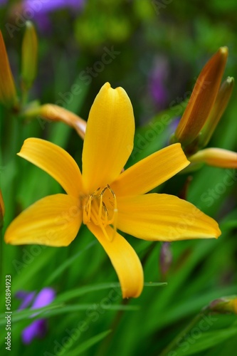 ヒメカンゾウ （姫萱草）　Hemerocallis dumortierii photo