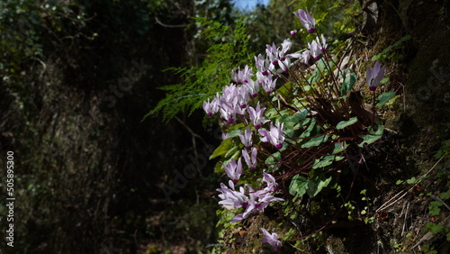 Cyclamen persicum grows in a forest in Israe