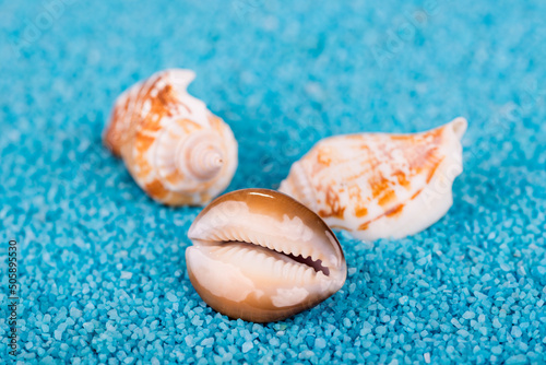 Muschelschalen auf blauem Sand