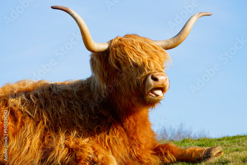 Close up of a Highland cow with tongue out.