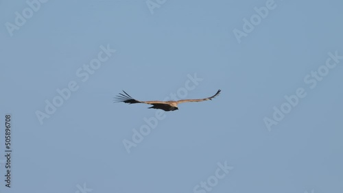 One griffon vulture flying in front of blue sky photo