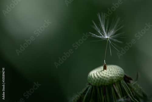 dandelion seeds on green