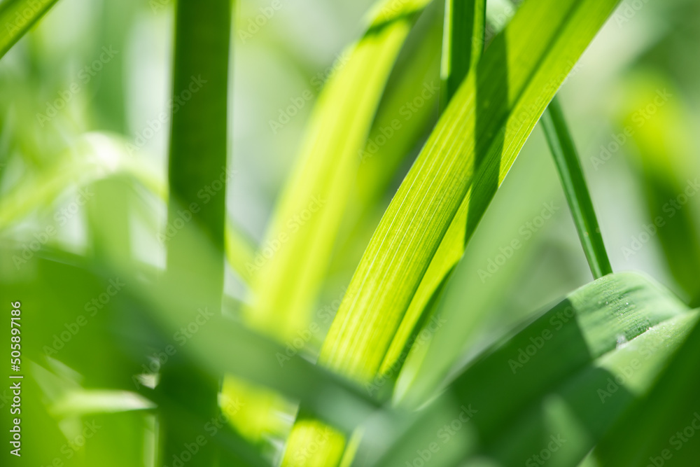 Obraz premium green grass background