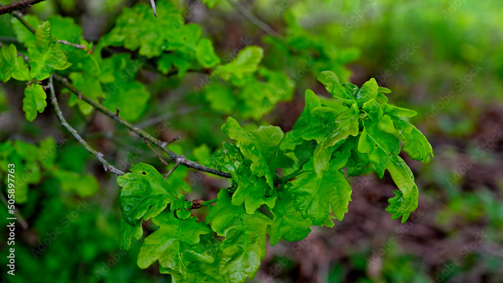 FLOWER,TREE,PLANTS,ANIMALS, LANDSCAPE FLOWER,TREE,PLANTS,ANIMALS, LANDSCAPE