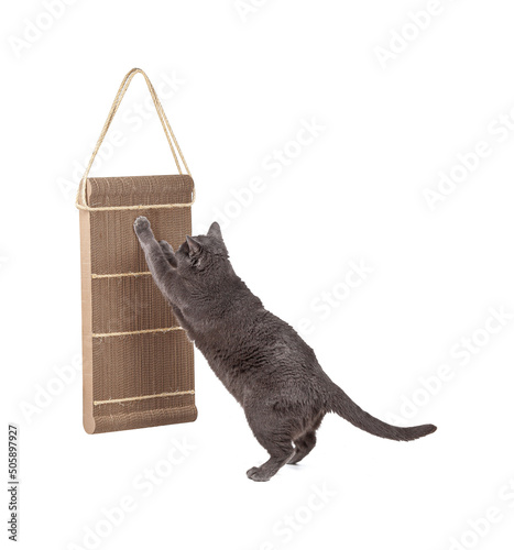 Grey cat using cardboard scratching post on white background photo