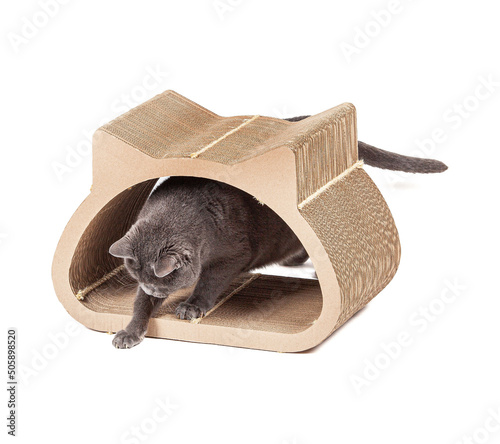 Grey cat using cardboard scratching post on white background