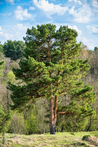 Lone evergreen pine tree in early spring against the background of the forest.