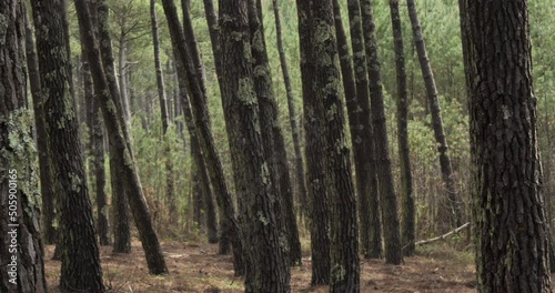 The Landes forest, Nouvelle Aquitaine, France. The Landes forest  is the largest man-made woodland in Western Europe photo