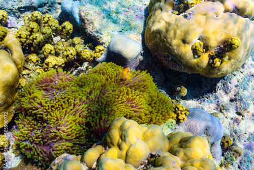 The magnificent underwater world of the Maldives. photo