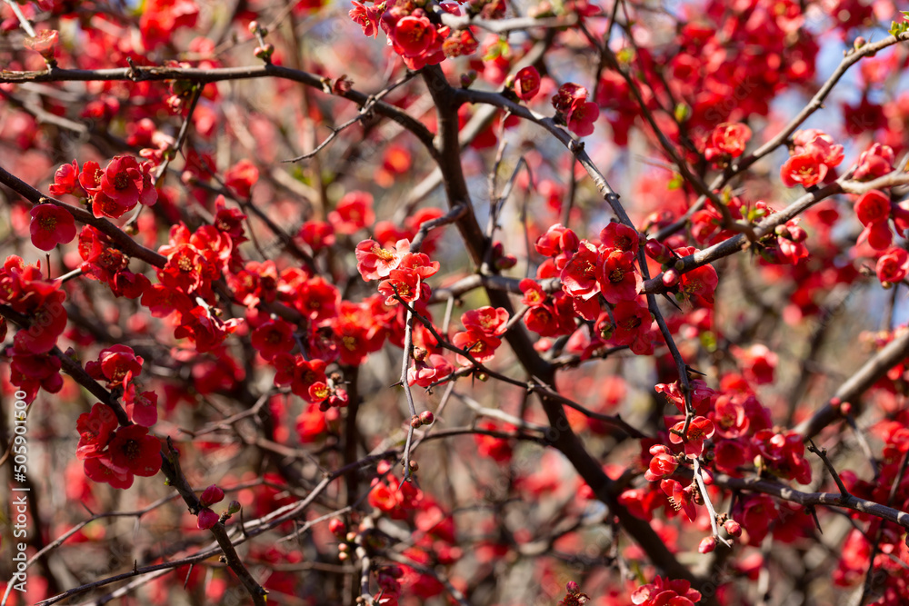 Flowering guince or chaenomeles japonica bush at the spring. Natural impressionism. red flowers on a branch on a blurry background, spring and summer background Flowering guince or chaenomeles japonica bush at the spring. Natural impressionism. red flowers on a branch on a blurry background, spring and summer background