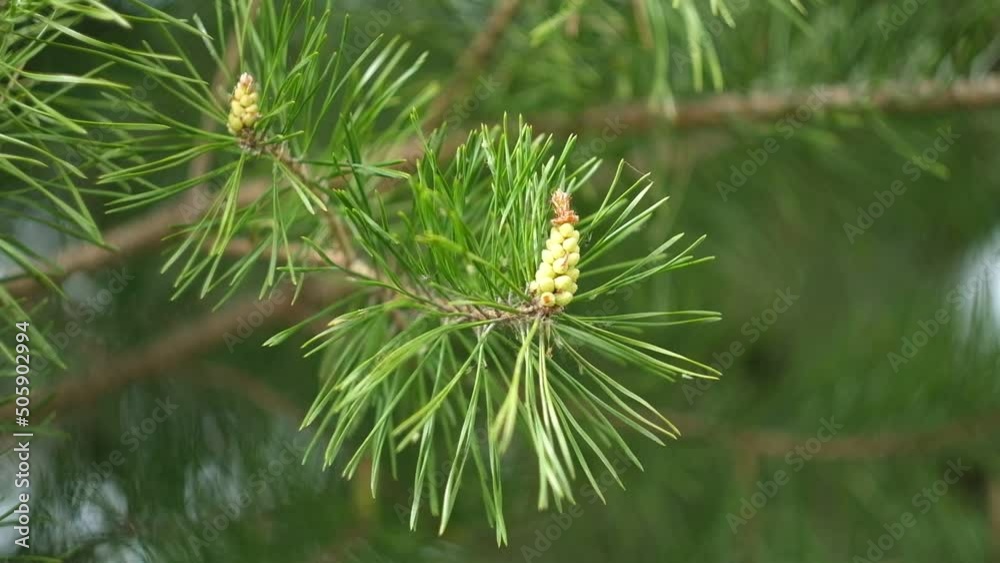 Fresh green needles sprouting at the end of a branch on a conifer in spring symbolic of the seasons in a close up detailed view. Branches ate with new young needles close-up. Growth and development. Fresh green needles sprouting at the end of a branch on a conifer in spring symbolic of the seasons in a close up detailed view. Branches ate with new young needles close-up. Growth and development.
