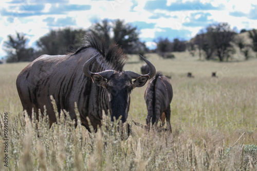 Fototapeta Naklejka Na Ścianę i Meble -  Blue Wildebeest or Brindled Gnu in the Kgalagadi, South Africa