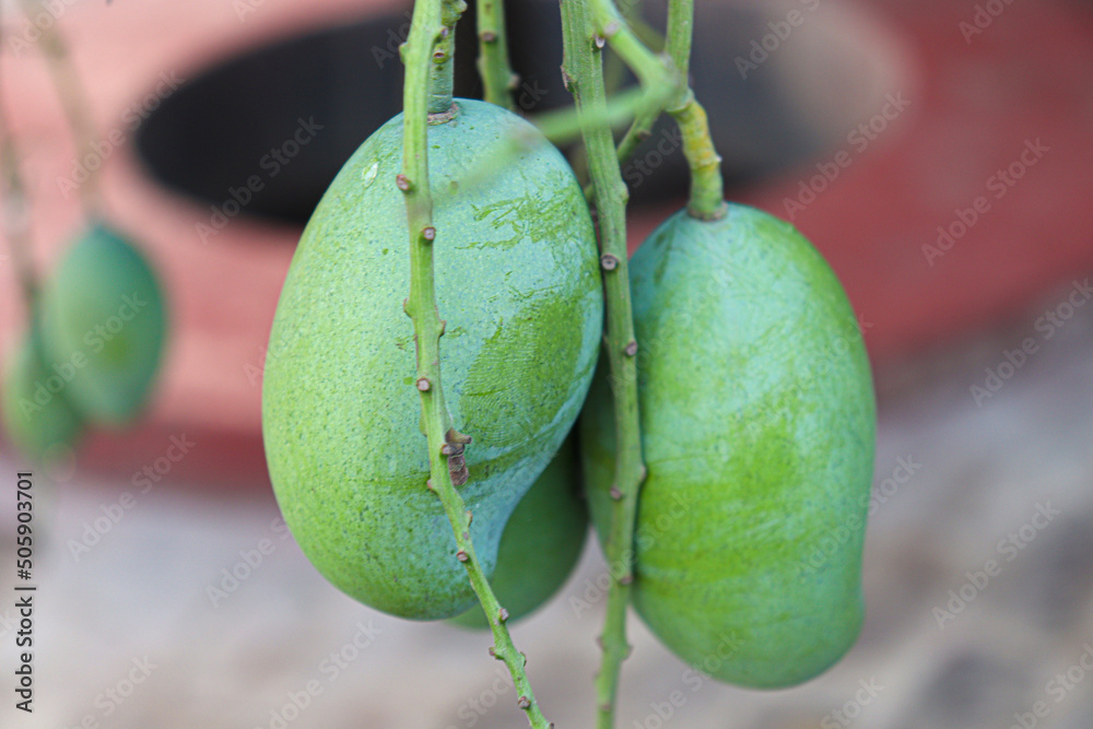 Fotografie green raw mango on tree in the farm
