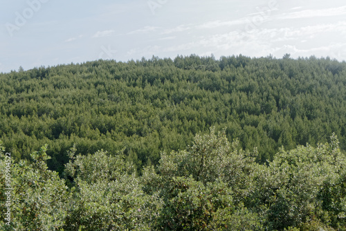 Massif boisé occitan dans le Gard - France 