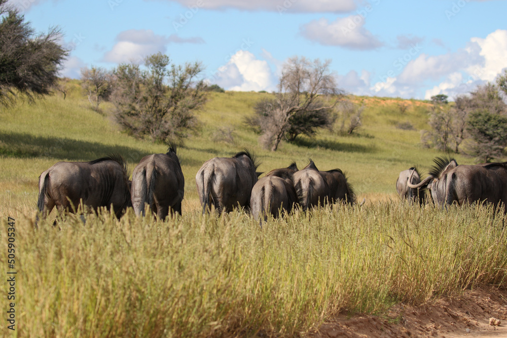 Obraz premium Blue Wildebeest or Brindled Gnu in the Kgalagadi, South Africa