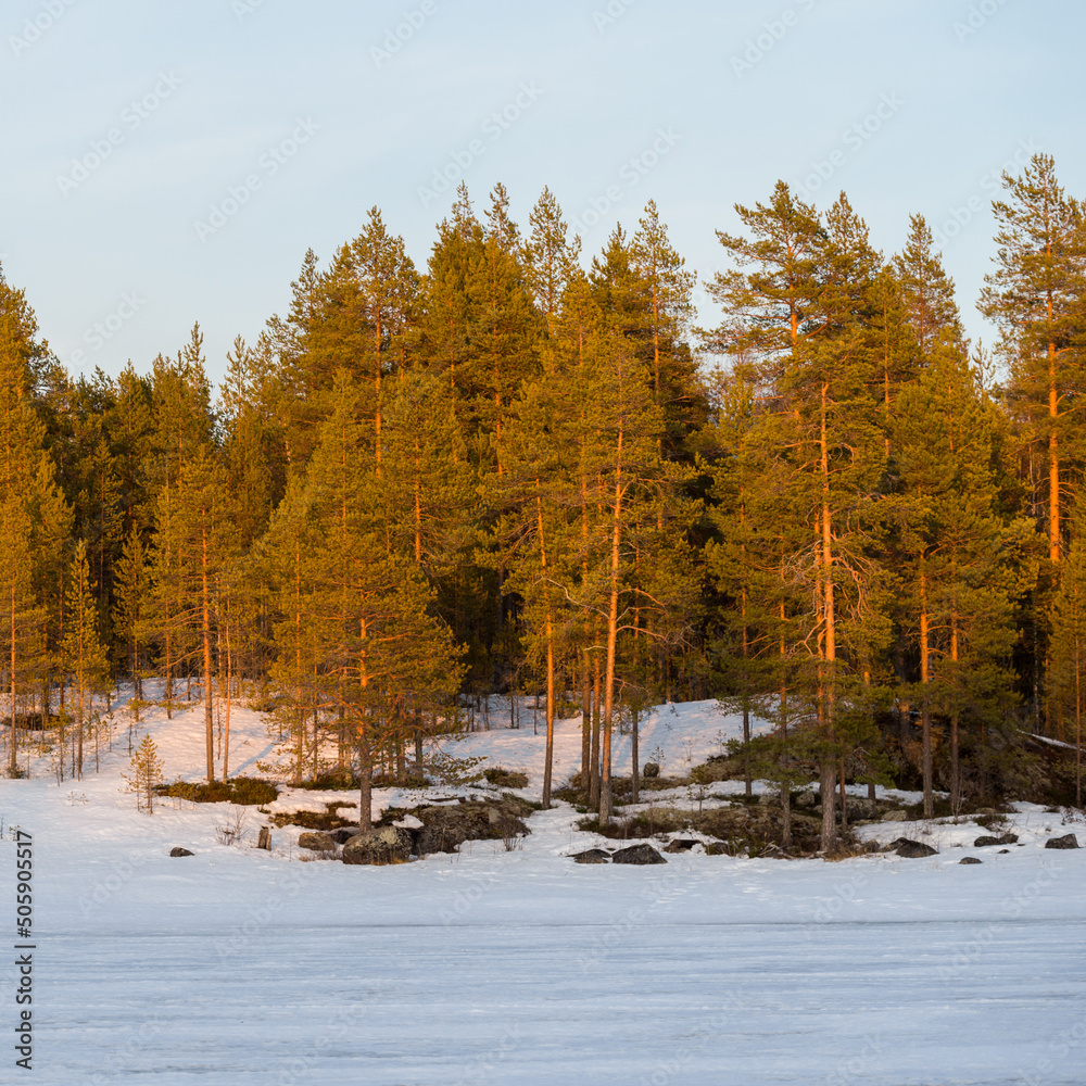 Fotografie Frozen lake and pine forest at sunset