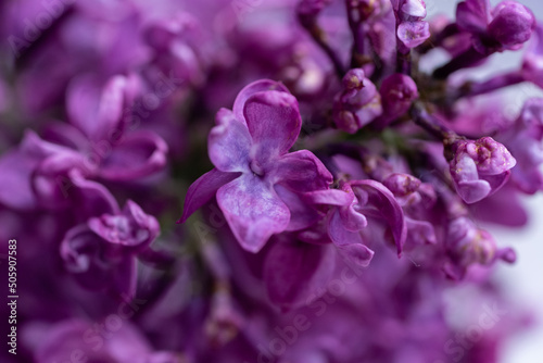 The dark lilac © kolotype