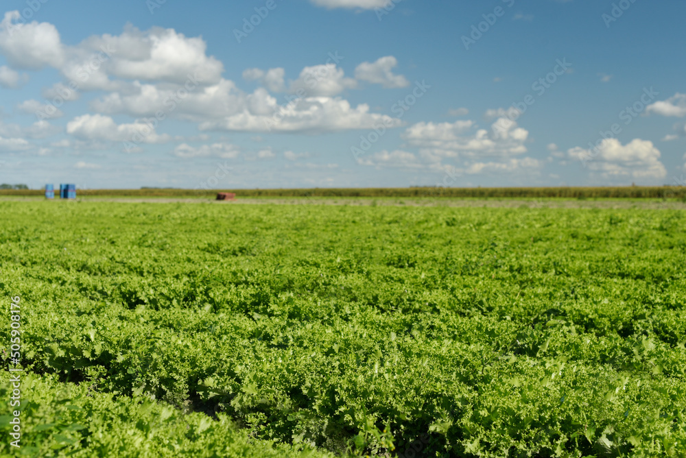 champ de salades