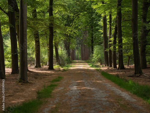 Forest avenue at Velhorst estate in Achterhoek, Gelderland, The Netherlands