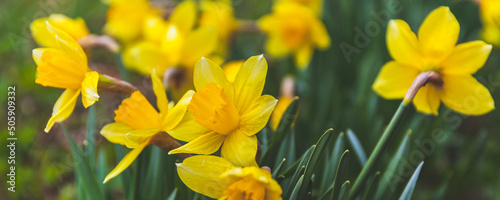 Yellow daffodils in the field, spring flowers. Wide panorama.